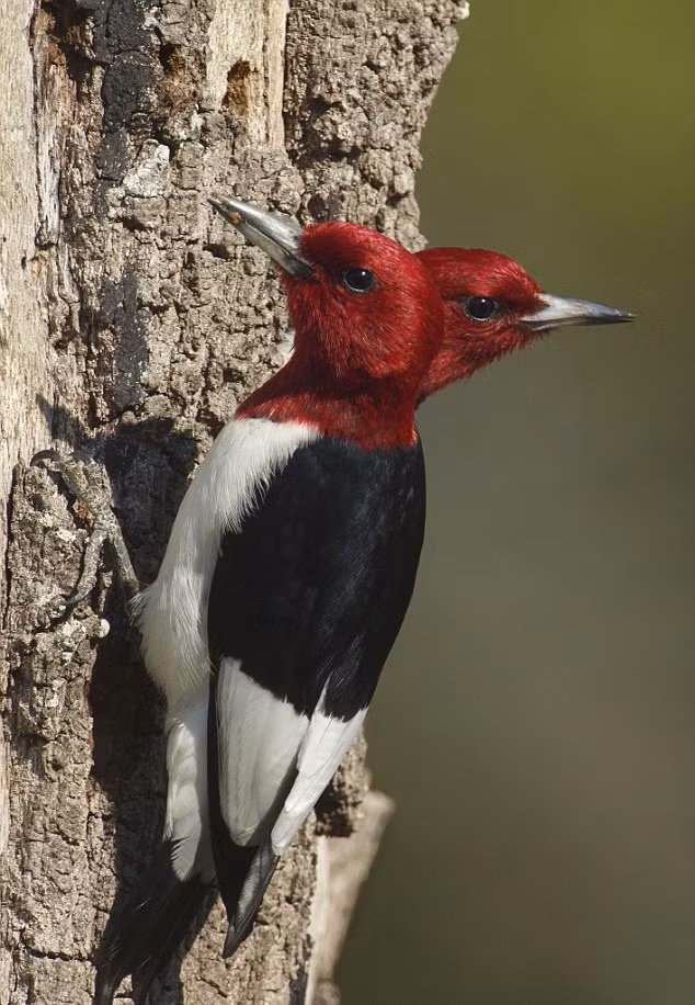 Chim gõ kiến đầu đỏ Canada là một loài chim cực hiếm, chim gõ kiến đầu đỏ Canada hai đầu chắc chỉ có một con duy nhất trên thế giới này. Tuy nhiên rất tiếc, con chim hai đầu không có thật, đây chỉ là khoảnh khắc trùng khớp của đôi chim quý hiếm này mà thôi. (Nguồn Dailymail)