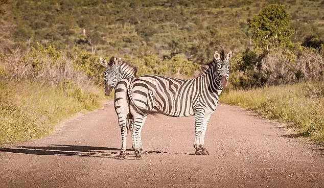 Ngựa vằn dính thân nếu xuất hiện chắc chắn sẽ là một tin tức gây chấn động. Tuy nhiên, nếu nhìn kỹ bạn sẽ thấy hai con ngựa vằn này chỉ đứng lẫn vào nhau. (Nguồn Dailymail)