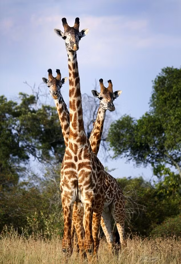 Hươu cao cổ ba đầu? Thực tế, đây là ba con hươu đứng tụm vào nhau mà thôi. (Nguồn Dailymail)