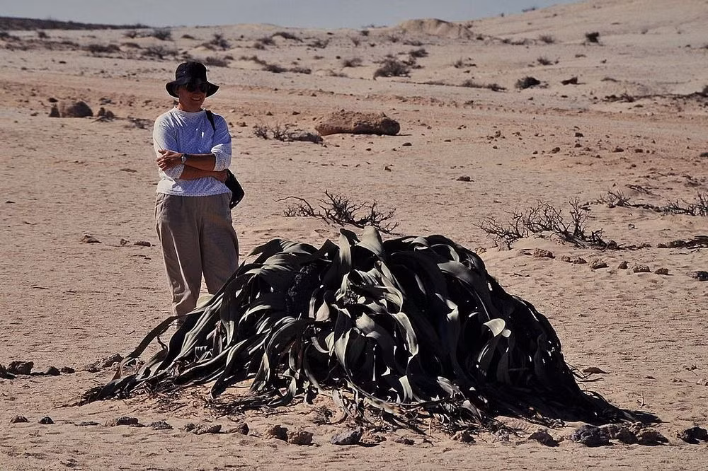 Mirablilis Welwitschia cũng là loài thực vật độc đáo bậc nhất bởi toàn bộ cây chỉ gồm có hai lá cùng với một gốc thân và rễ. Cặp lá bắt đầu nhú lên ở gốc thân khi cây nảy mầm. Sau khi bén rễ, cặp lá tiếp tục phát triển như móng tay, không bao giờ dừng lại. Chúng chỉ bị hư hại do mưa nắng thất thường và thời gian. Theo thời gian, lá cây bị gió xé rách thành nhiều dải, khiến nhiều người hiểu nhầm rằng chúng có nhiều lá. (Nguồn Amusing Planet)