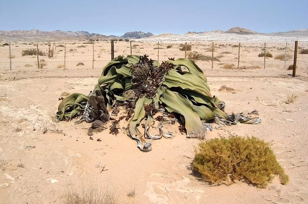 Welwitschia là một nhóm thực vật phát triển mạnh khoảng 140 triệu năm trước, vào thời kỳ những khủng long thống trị trái đất. Qua thời gian, tất cả người thân, họ hàng của nó dần dần biến mất, chỉ còn lại Mirablilis Welwitschia đơn độc chống chọi, duy trì đến cuối cùng. (Nguồn Amusing Planet)