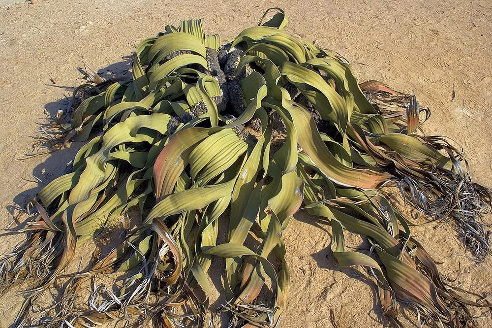 Welwitschia Mirablilis gây ấn tượng với bộ dạng rách nát, khô héo giống như đang chết dần chết mòn. Nó được xếp vào danh sách những loài cây xấu xí nhất thế giới, tuy nhiên với nhiều bí ẩn xung quanh thân thế và sức bền bỉ của mình, Welwitschia Mirablilis cũng là một trong những loài cây cực kỳ nổi bật trong vương quốc thực vật. (Nguồn Amusing Planet)