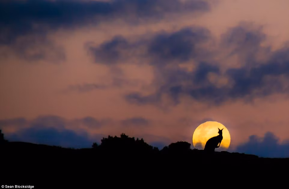 Sau khi tàn cuộc yêu đương, hai con kangaroo tách nhau ra. Tuy nhiên hình ảnh con kangaroo đực đứng dưới ánh trăng lưu luyến nhìn mãi về phía người yêu của mình khiến nhiều người vô cùng ngưỡng mộ, thích thú.