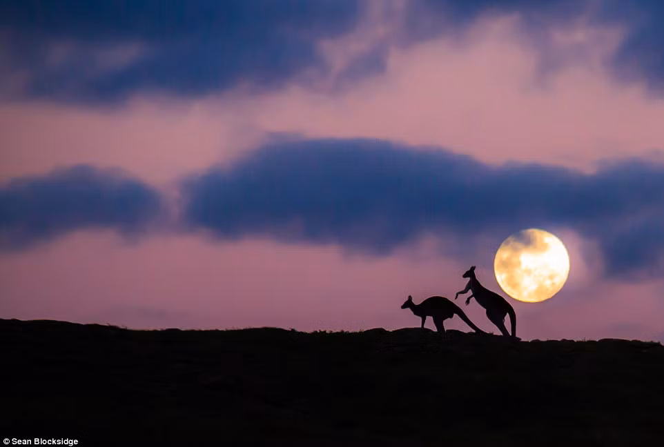 Theo Sean Blocksidge, trên đường về nhà buổi tối ngày hôm đó, anh bất ngờ nhìn thấy một con cừu bị bỏ rơi và quyết định dừng xe lại để giải cứu con vật tội nghiệp. Đi theo nó xuống một đường đi bộ gần đó, Sean bất ngờ phát hiện ra cảnh tượng hai con kangaroo thân mật dưới ánh trăng.