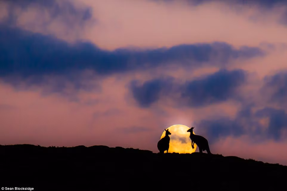 Nhận thấy đây là cảnh tượng vô cùng hiếm thấy, chưa từng có ai ghi lại được, Sean đã quay lại xe ngay lập tức để lấy máy ảnh, kịp thời ghi lại khoảnh khắc kangaroo giao phối dưới ánh trăng đẹp tuyệt mỹ này. Tất cả đều hoàn hảo về thời gian, không gian, bối cảnh, nhân vật.