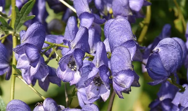 Cây hoa ấu tầu hay còn gọi là cây hoa mũ trùm đầu của nhà sư do ngoại hình của những bông hoa khum lại giống như chiếc mũ trùm đầu của sư sãi. Chính thức được gọi là Aconitum napellus, bạn chỉ cần chạm vào loài cây này đã có thể bị nhiễm độc nhẹ. Nếu bị trúng độc nặng, thường thông qua con đường tiêu hóa, bạn sẽ chết nếu không được rửa ruột, cấp cứu kịp thời. (Nguồn List 25)