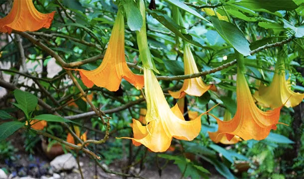 Cây hoa kèn của thiên thần, được mệnh danh là những chiếc kèn của thiên thần, loài hoa này có thể khiến người bị nhiễm độc tố của chúng lâm vào ảo giác, tuy vậy những ảo giác không hề dễ chịu chút nào mà vô cùng đáng sợ. (Nguồn List 25)