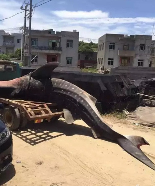 Vì kích thước quá khủng, cảnh sát phải dùng đến xe cần cẩu, máy súc công nghiệp mới di chuyển được con cá đến nơi chôn cất. (Nguồn Sina)