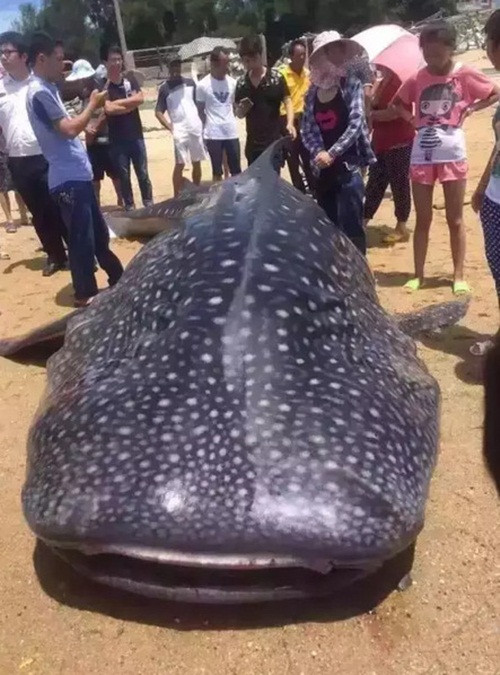Theo thông tin đăng tải, khi được phát hiện, con cá mập voi đã chết nên người dân không tổ chức sơ cứu. Trong dân gian Trung Quốc, con cá mập này được gọi là cá mập thất tinh sa, trên cơ thể có rất nhiều đốm trắng nhỏ, trông giống như những vì tinh tú trên bầu trời đêm. (Nguồn Sina)