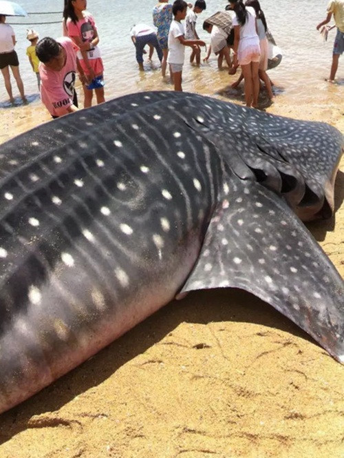 Thời gian phát hiện ra xác của con cá mập voi khổng lồ này là vào khoảng 9h20 sáng. Ngay sau khi phát hiện xác con cá, ngư dân đã gọi điện cho các cơ quan có thẩm quyền. Nhận được tin báo, lực lượng chức năng nhanh chóng đến hiện trường để tìm hiểu sự việc. (Nguồn Sina)