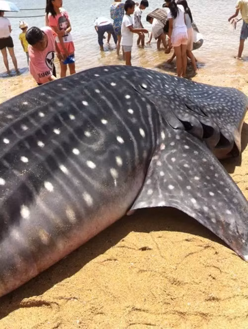 Thời gian phát hiện ra xác của con cá mập voi khổng lồ này là vào khoảng 9h20 sáng. Ngay sau khi phát hiện xác con cá, ngư dân đã gọi điện cho các cơ quan có thẩm quyền. Nhận được tin báo, lực lượng chức năng nhanh chóng đến hiện trường để tìm hiểu sự việc. (Nguồn Sina)