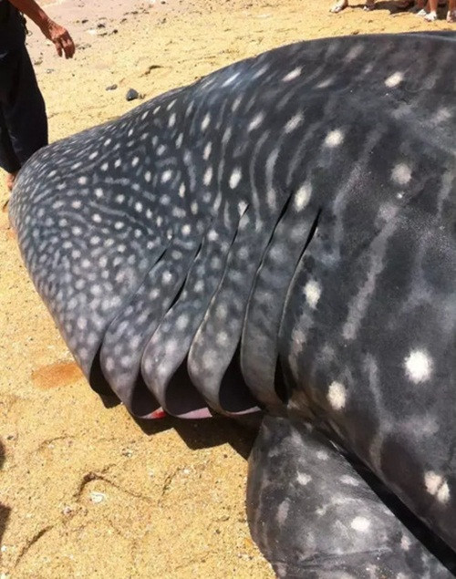 Còn theo các chuyên gia, đây là loài cá mập voi, loài cá mập điển hình cho những loài thủy quái khổng lồ không gây nguy hiểm cho con người. Những người thợ lặn có thể bơi xung quanh loài cá khổng lồ này mà không gặp phải vấn đề gì. (Nguồn Sina)