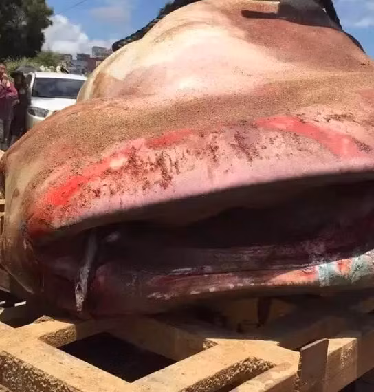 Cá mập voi hay cá nhám voi, tên khoa học là Rhincodon typus, một thành viên đặc biệt trong phân lớp Elasmobranchii (cá mập, cá đuối) của lớp Cá sụn (Chondrichthyes). Nó là loài cá mập lớn nhất và cũng là một trong những loài cá hiện còn sinh tồn có kích thước lớn nhất. (Nguồn Sina)