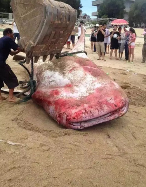 Cá mập voi không phải là những tay bơi lội cừ khôi. Khi bơi, toàn thân của nó chuyển động, kết quả là loài cá này có vận tốc thấp bất thường trong tất cả các loại cá mập, vận tốc trung bình của nó chỉ rơi vào khoảng 5 km/h. (Nguồn Sina)