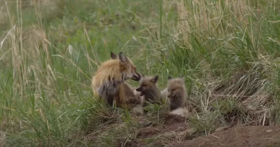 Phải nuôi hai con cáo nhỏ, con cáo đỏ mẹ luôn luôn tích trữ đồ ăn. Khi đi săn được nhiều nó cũng không phung phí mà tìm cách tích trữ.