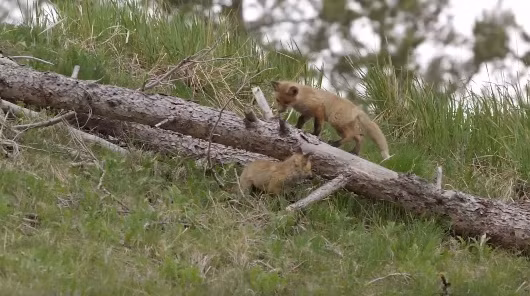 Một thời gian không thấy kẻ trộm bén mảng, cáo mẹ chạy tới bên đàn con đang đùa nghịch.
