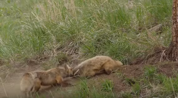 Rất không may, con cáo mẹ luôn cảnh giác đã phát hiện ra hành động của con lửng.