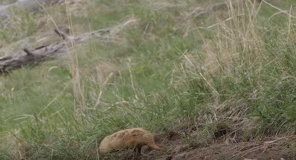 Trong lúc đó, con lửng quay lại hố cũ tìm mồi mà không hề biết rằng hai con cáo con đã nuốt vào bụng.