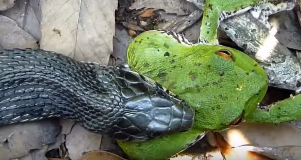 Quy luật của tự nhiên hoang dã là mạnh được yếu thua. Con ếch xanh nhỏ bé sau bao cố gắng cuối cùng vẫn bị rắn độc ăn thịt.
