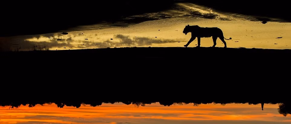 Mol cũng nói rằng để bắt được những khoảnh khắc độc đáo của động vật hoang dã, bạn phải thực sự kiên nhẫn. (Nguồn Dailymail)