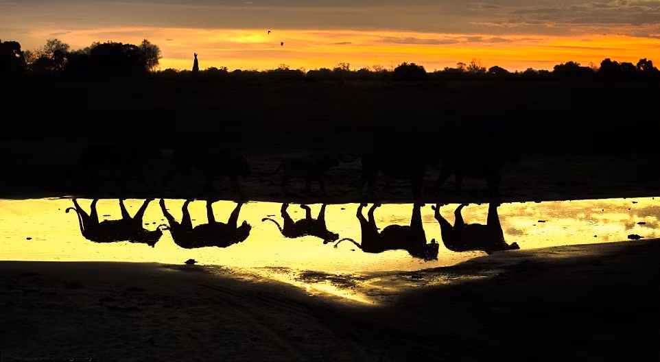 Marc Mol đã kiên nhẫn và được trả công xứng đáng khi chụp lại được những hình ảnh phản chiếu đẹp tuyệt vời của đàn sư tử dưới nước. Sau khi chụp lại được hình ảnh này, Marc Mol đã quay ngược lại bức ảnh 180 độ và được tác phẩm nhiếp ảnh giống hệt như trong phim. (Nguồn Dailymail)