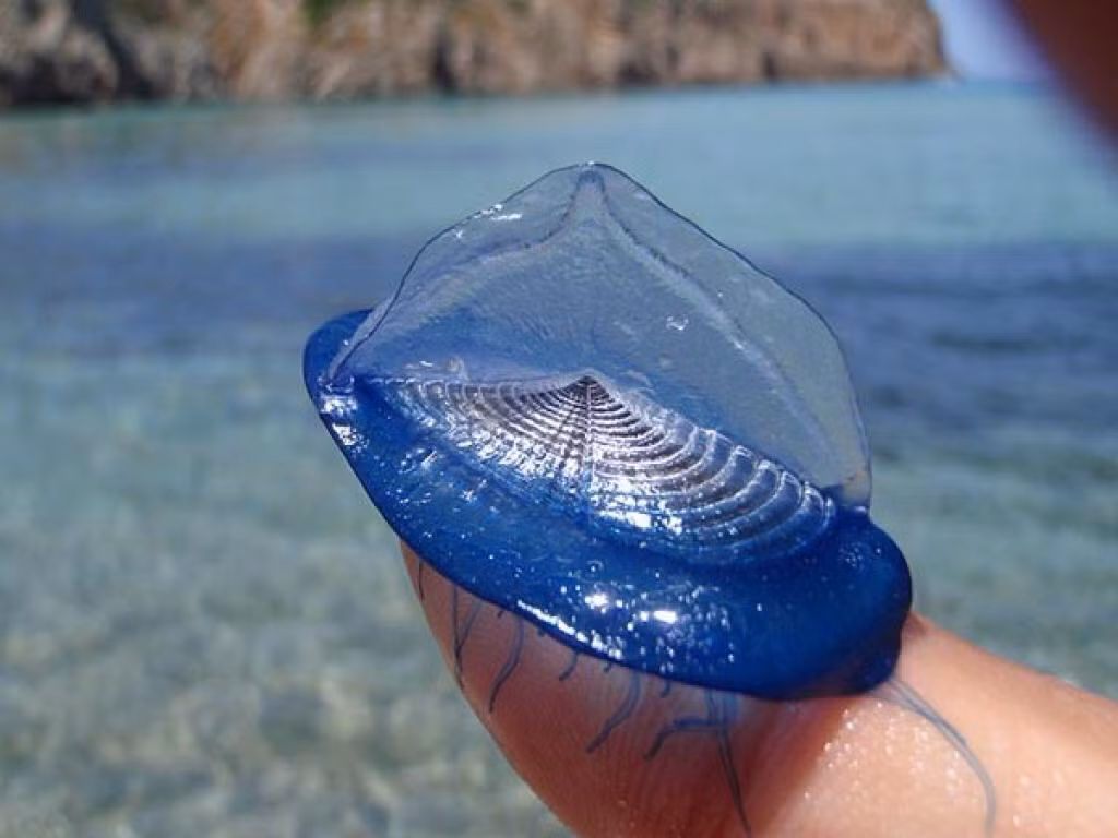 Nó tấn công con mồi bằng cách chích vào con mồi, tiêm độc khiến con mồi tê liệt, không còn khả năng chống cự, chỉ còn biết đứng im chờ sứa buồm đến tiêu hóa. (Nguồn Boredomtherapy)