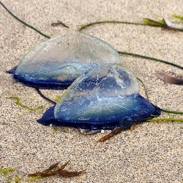 Loài sứa buồm có tên khoa học là Velella velella, là một loài ăn thịt lạ lùng dưới lòng đại dương. Chúng cũng được gọi là những "thủy thủ" cừ khôi bởi khả năng nương vào gió, nổi tự do trên mặt biển. (Nguồn Boredomtherapy)