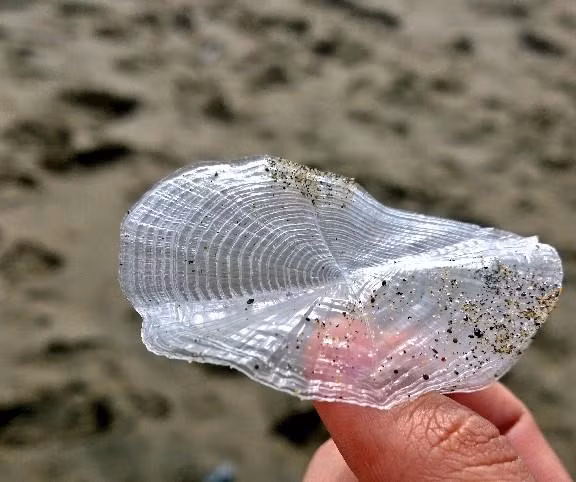 Thi thoảng người ta cũng bắt được những con sứa buồm có màu trong suốt như thế này. (Nguồn Boredomtherapy)