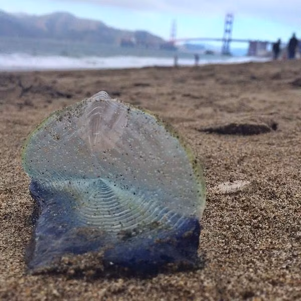 Sứa buồm không sống đơn độc, chúng thường di chuyển theo bầy gồm hàng triệu cá thể. (Nguồn Boredomtherapy)