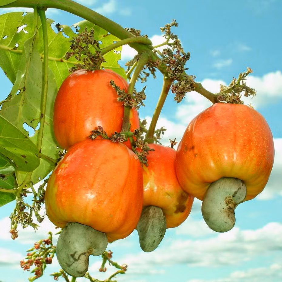 Đào lộn hột có tên khoa học là Anacardium occidentale L., là một loại cây công nghiệp dài ngày thuộc họ Xoài. Loài cây này có nguồn gốc từ đông bắc Brazil, nơi nó được gọi bằng tiếng Bồ Đào Nha là Caju, nghĩa là "quả" hay Cajueiro, nghĩa là "cây".
