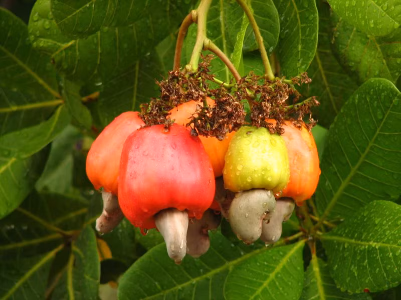 Quả đào lộn hột là sản phẩm chính của cây, có giá trị cao vì có thể ứng dụng đa dạng. Sau khi loại hết vỏ, quả đào lộn hột hay hạt điều sẽ được rang hoặc dùng tươi, dùng trong chế biến bánh, kẹo.