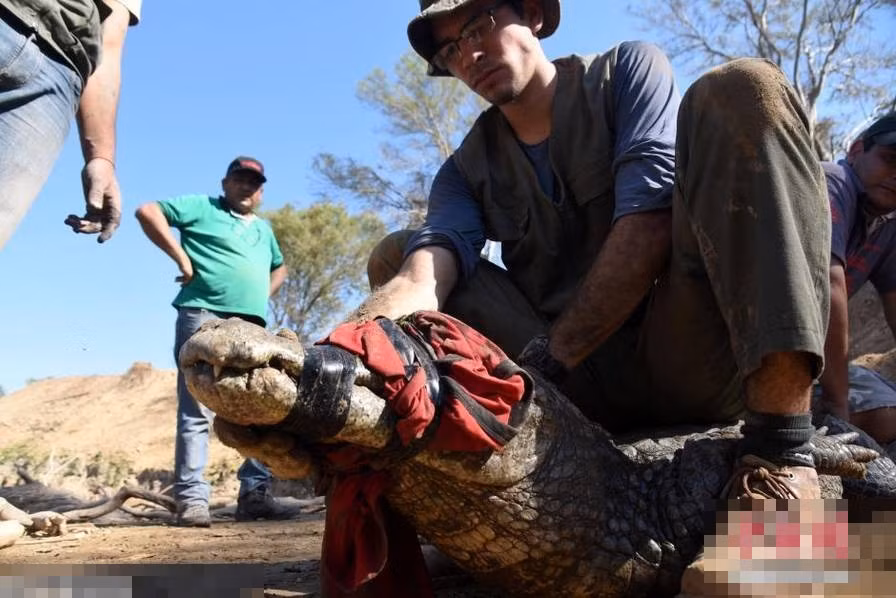 Cá sấu ở sông Rio Pilcomayo chủ yếu là loài cá sấu Caiman, một loài cá sấu nhỏ không thường tấn công con người. Chỉ khi bị chọc giận, chúng mới sẵn sàng xả thân để quyết chiến. (Nguồn Sina)