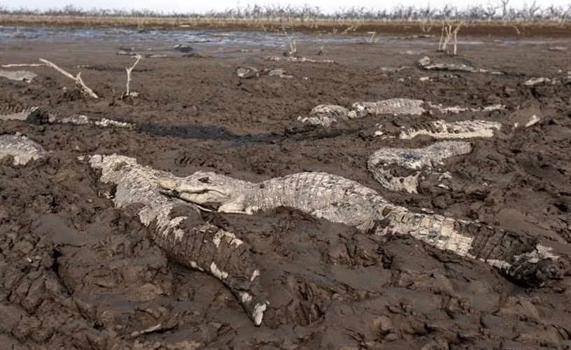 Chúng nằm phơi xác dưới lòng sông không còn một chút nước. (Nguồn Sina)