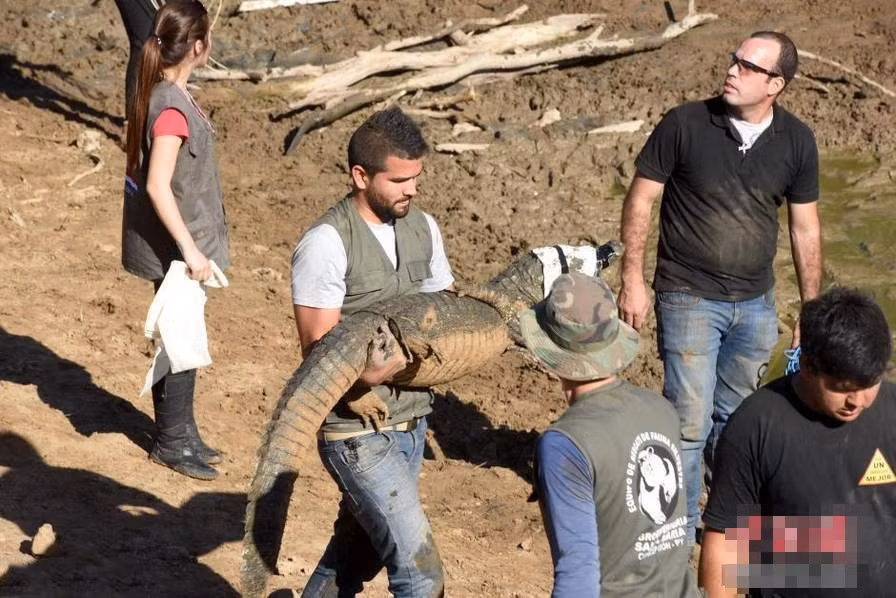 Nắng nóng liên tục nhiều ngày đã dẫn tới tình trạng hạn hán nghiêm trọng ở sông Rio Pilcomayo, nằm tại biên giới Paraguay và Argentina khiến cho nhiều động vật sinh sống, phụ thuộc vào nguồn nước sông rơi vào thảm cảnh, cá sấu là một trong số những loài động vật đó. Nhận thấy tình trạng diệt vong của loài động vật này, đội cứu hộ đã tiến hành giải cứu cá sấu khỏi chết khô. (Nguồn Sina)