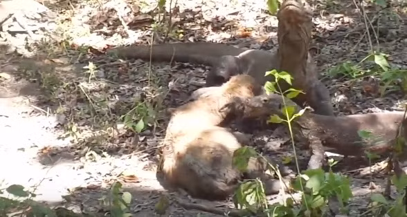 Mặc cho con mồi kêu la thảm thiết, hai con rồng Komodo tàn nhẫn vẫn tiếp tục xé xác, cắn nuốt thịt bê con.