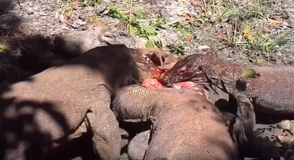 Thông thường, rồng Komodo săn các loài động vật không xương sống, chim, và động vật có vú. Chúng có vết cắn độc, có hai tuyến ở hàm dưới tiết ra nhiều loại protein độc. Chế độ ăn uống của rồng Komodo lớn chủ yếu gồm hươu nai, mặc dù chúng cũng ăn một lượng lớn xác thối. Rồng Komodo đôi khi cũng tấn công con người tại khu vực tây Manggarai.