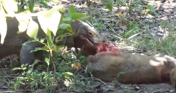 Sau khi con mồi bị cắn thủng ngực, cuối cùng nó cũng chết, hoàn toàn bất động để mặc những con rồng khát máu xé xác.