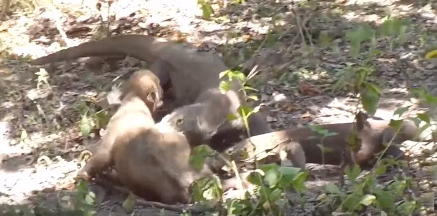 Nhờ kích thước lớn, loài rồng này chiếm giữ hệ sinh thái mà chúng sống. Trong ảnh là cảnh tượng hai con rồng Komodo hung hăng cắn xé thịt một con bê con.