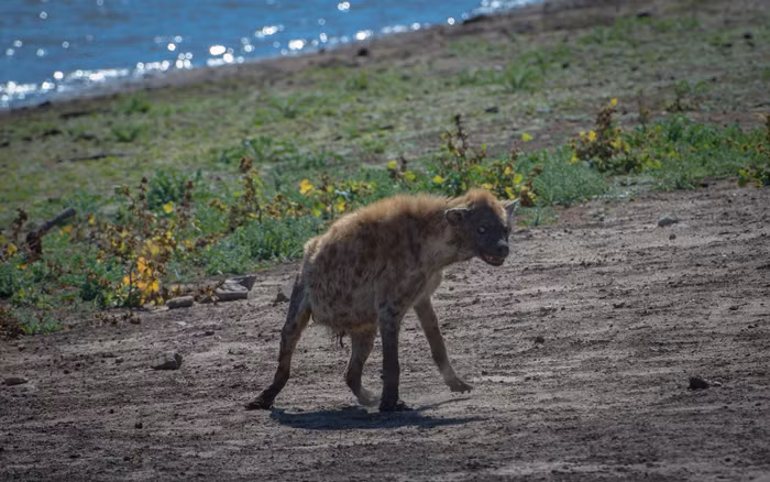 Đáng ngạc nhiên rằng sau một hồi gầm gừ, sư tử tha chết cho linh cẩu. Con linh cẩu cam chịu bỏ đi, nhường lại bữa ăn của mình cho sư tử.. (Nguồn Africa Geographic)