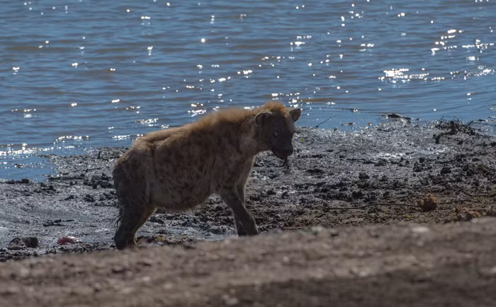 Một buổi sáng ở công viên quốc gia Kruger, Nam Phi, nhiếp ảnh gia nghiệp dư Corlette Wessels và đoàn của mình nhìn thấy một cảnh tượng lạ lùng, một con linh cẩu cái chột mắt lớn tuổi đang ăn xác của một động vật đã chết dưới nước mà không hề biết rằng một con sư tử cái đang rình rập tranh cướp mồi của mình. (Nguồn Africa Geographic)