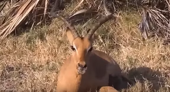 Phải qua một thời gian, linh dương đáng thương mới lật được người dậy, không ngừng run lẩy bẩy. Trong mắt nó nỗi kinh hoàng khi đối diện với tử thần.