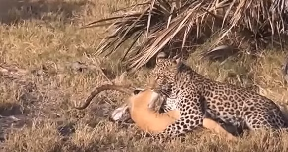 Đang chuẩn bị giết chết linh dương, báo đốm đột nhiên cảnh giác cao độ.