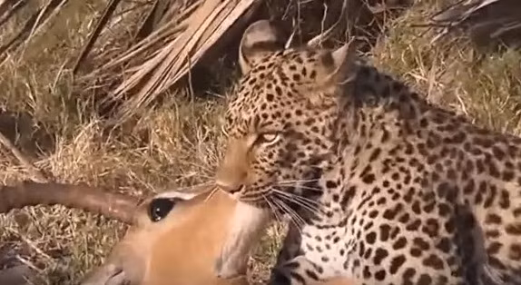 Nó ngừng mọi động tác ngay cả khi những chiếc răng đã cắn ngập và mõm của con linh dương tội nghiệp.