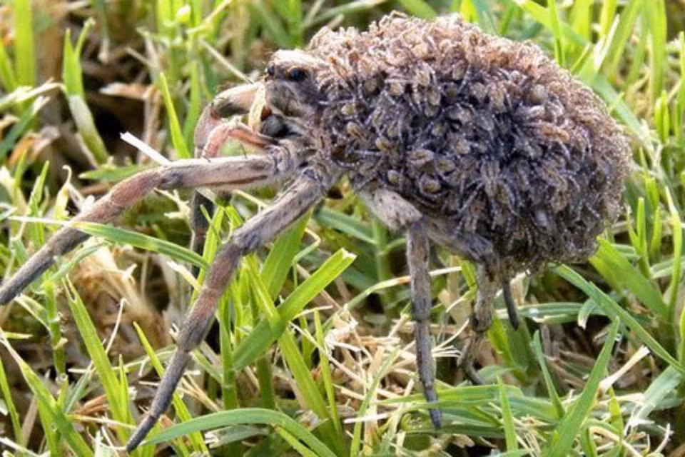 Khi thấy động tĩnh đáng ngờ, nhện mẹ quanh quẩn gần đó sẽ phát ra tín hiệu, yêu cầu đàn con trèo lên lưng khẩn cấp.