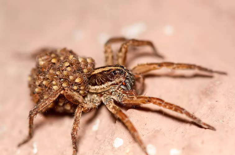 Tuy trách nhiệm nặng nề nhưng nhện sói mẹ vẫn là một thợ săn cừ khôi.