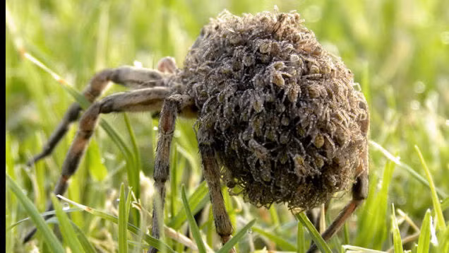 Cận cảnh hàng trăm con nhện sói con tụ tập trên lưng mẹ.