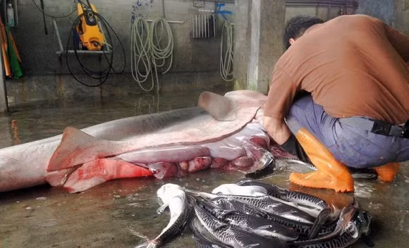 Trước đó tại Trường Đông, Đài Đông, Đài Loan ngư dân địa phương cũng mổ bụng hai con cá mập mẹ, nhưng họ mổ để cứu sống đàn cá mập con khỏi bị chết ngạt. (Nguồn Sina)