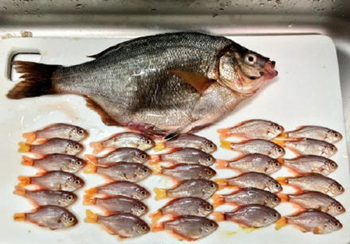 Người nội trợ này mổ cá chép biển mẹ, lấy ra được 30 con cá chép con, tất cả đều chưa kịp nhìn ngắm thế giới thì đã phải chết vì mẹ chúng mắc lưới con người. (Nguồn Sina)