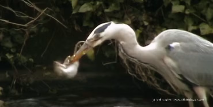 Mặc cho con mồi nhỏ bé giãy dụa, chim diệc vẫn hết sức lạnh lùng.
