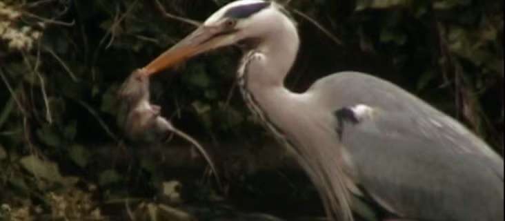 Chim diệc đợi khoảnh khắc con mồi hoàn toàn buông xuôi.